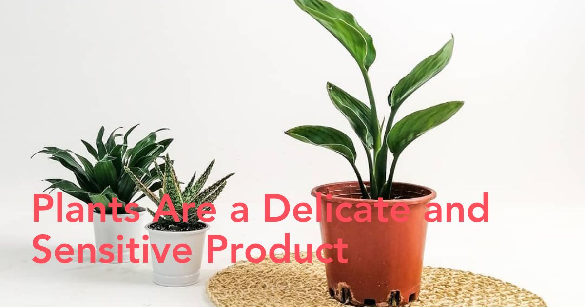 online plant buyers