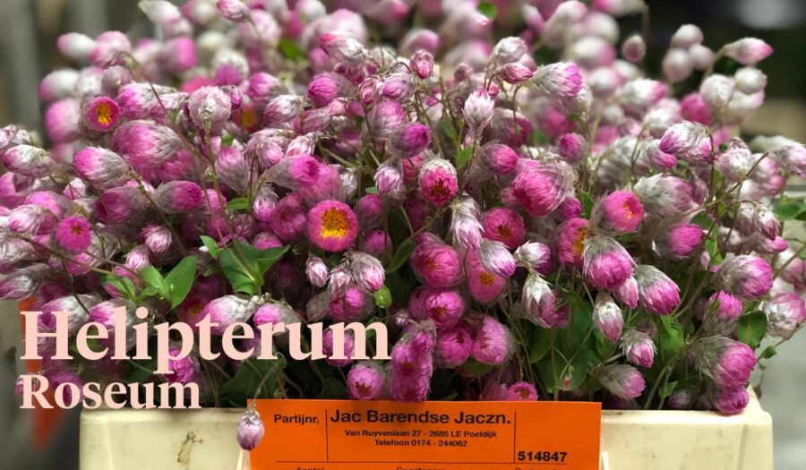 Peter's weekly Menu 19 - Helipterum Roseum - Cut Flowers - on Thursd for Peter's weekly M