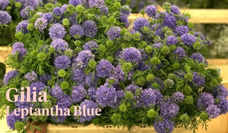 Peter's weekly Menu 19 - Gilia Leptantha Blue - Cut Flowers - on Thursd for Peter's weekly M