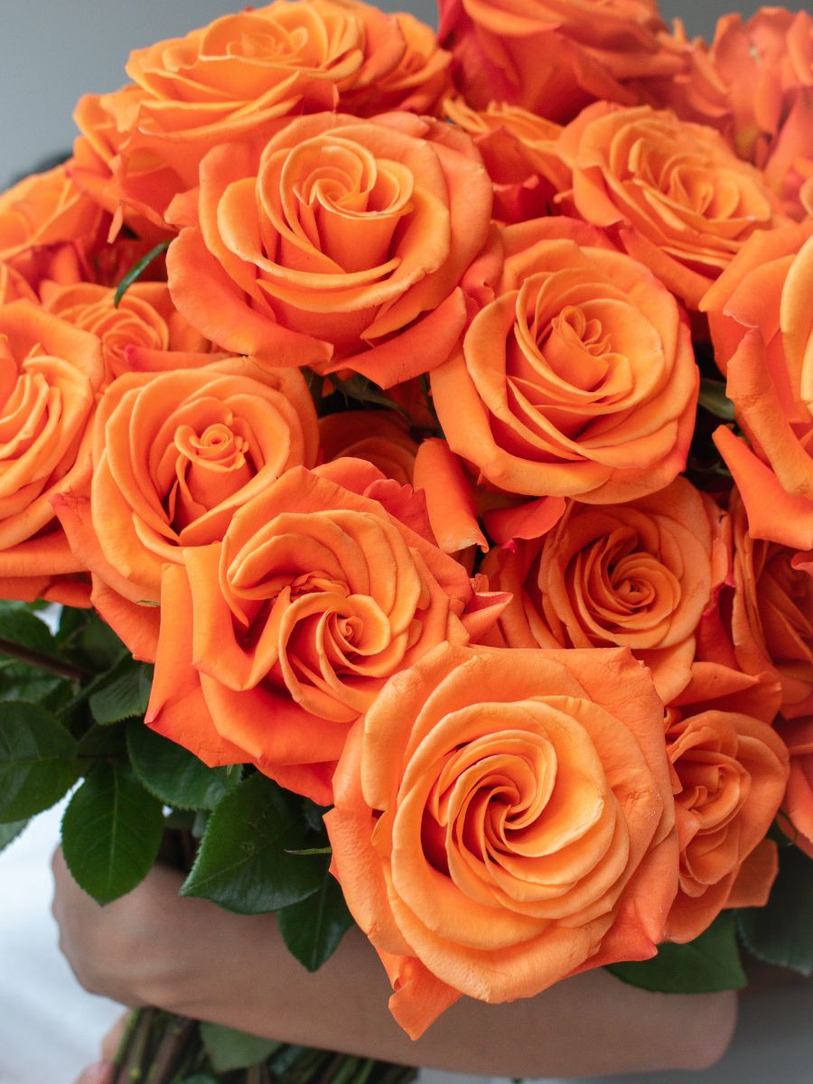 Bright orange Ecuadorian roses by Rosaprima