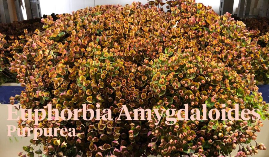 Peter's weekly Menu 19 - Euphorbia Amygdaloides Purpurea - Cut Flowers - on Thursd Peter's weekly Menu