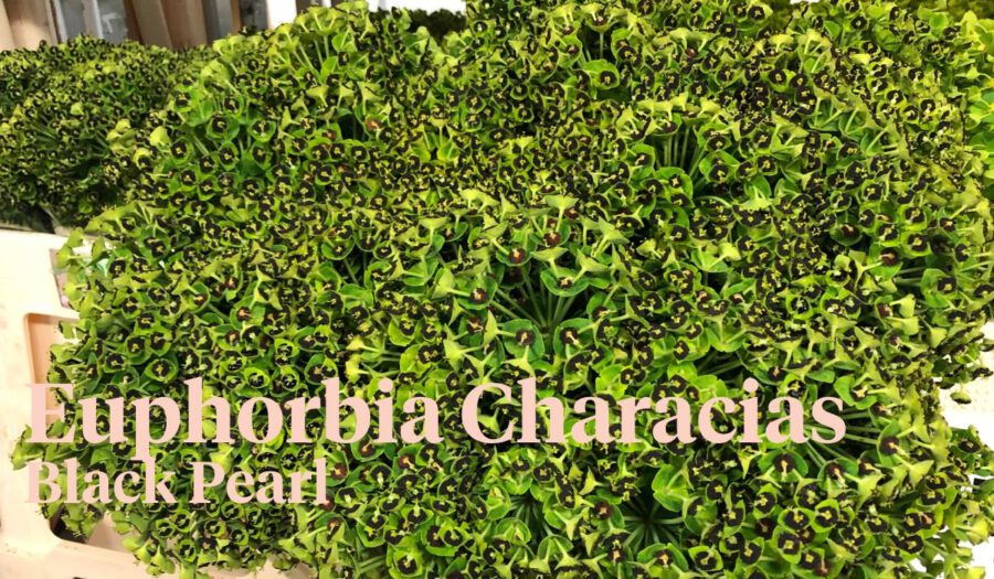Peter's weekly Menu 19 - Euphorbia Characias Black Pearl - Cut Flowers - on Thursd Peter's weekly Menu