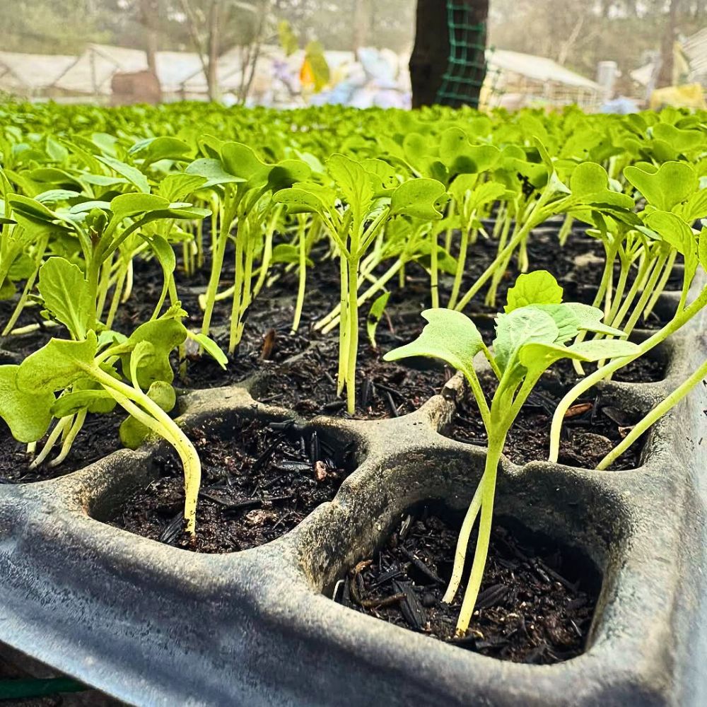 Explaining Substrate and Fertilizer Use in Sustainable Floriculture