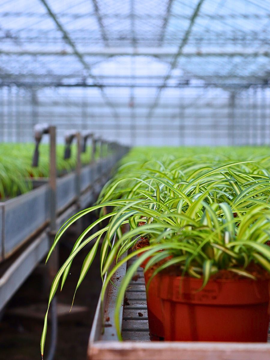 Explaining Substrate and Fertilizer Use in Sustainable Floriculture