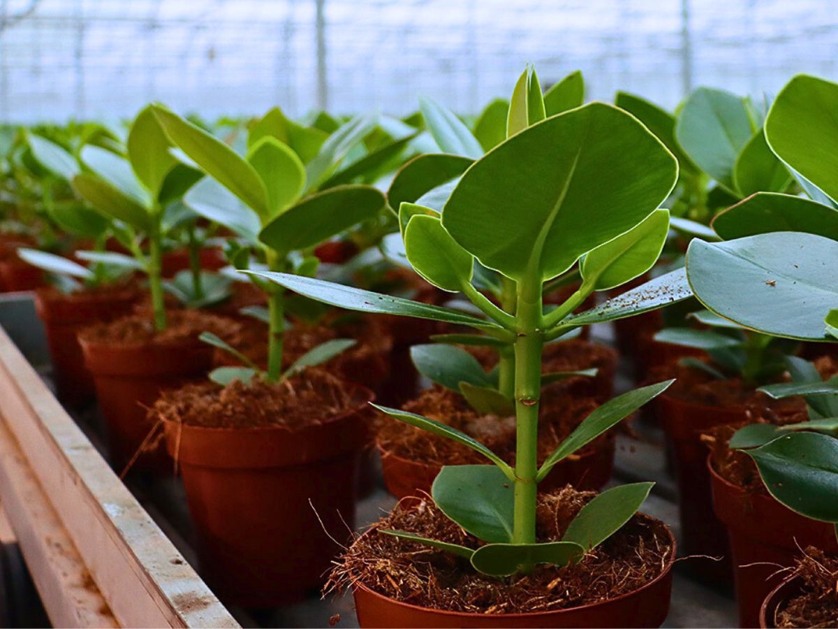 Explaining Substrate and Fertilizer Use in Sustainable Floriculture