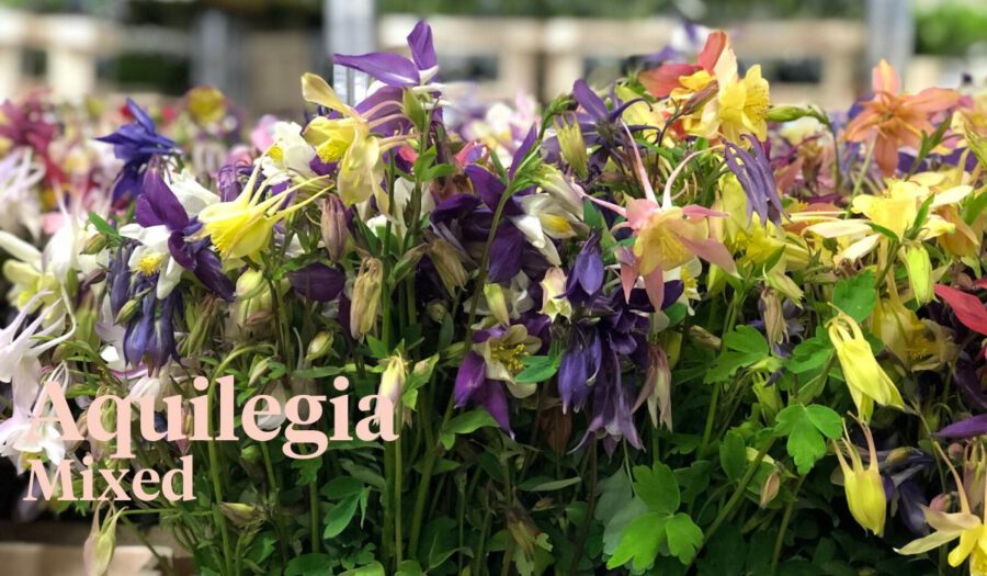 Peter's weekly Menu 19 - Aquilegia Mixed - Cut Flowers - on Thursd for Peter's weekly M