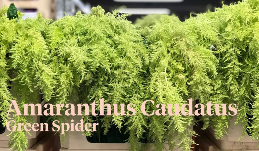 Peter's weekly Menu 19 - Amaranthus Caudatus Green spider - Cut Flowers - on Thursd for Peter's weekly M