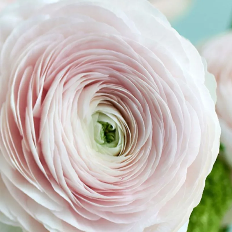 Ranunculus by Rich Luxury square feature.webp