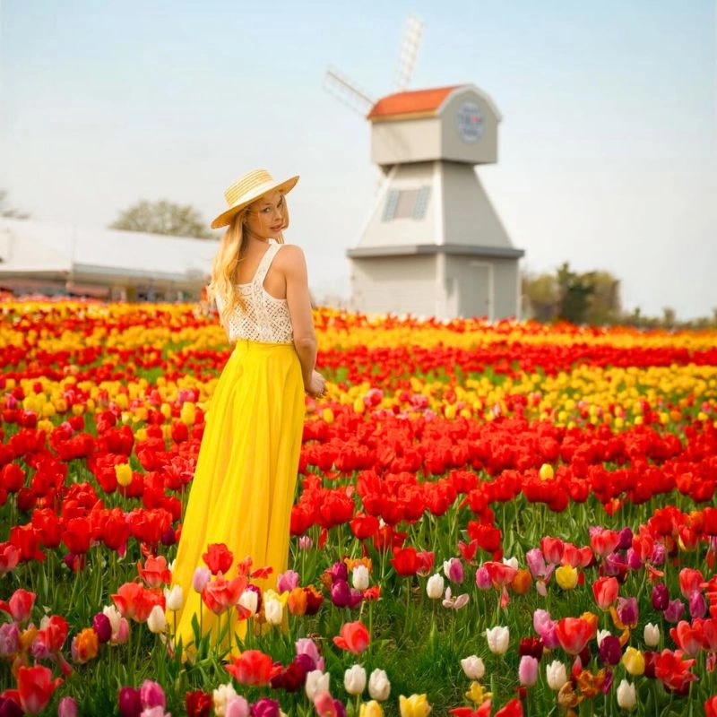 Tulip fields in Amsterdam