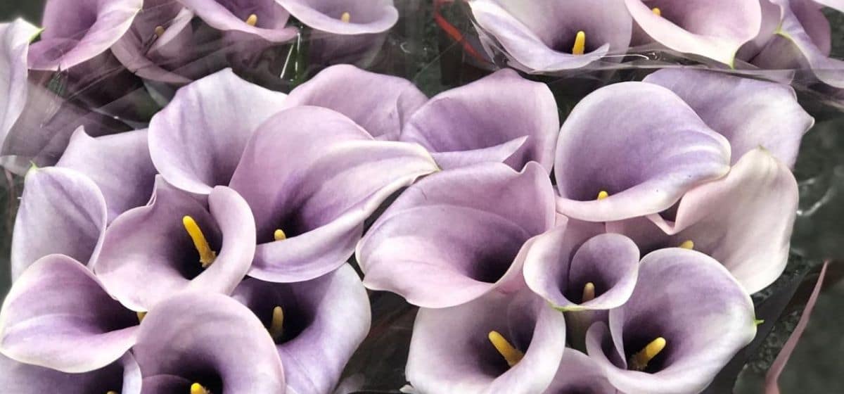 Calla Violetta - Cut Flowers - on Thursd for Peter's weekly Menu