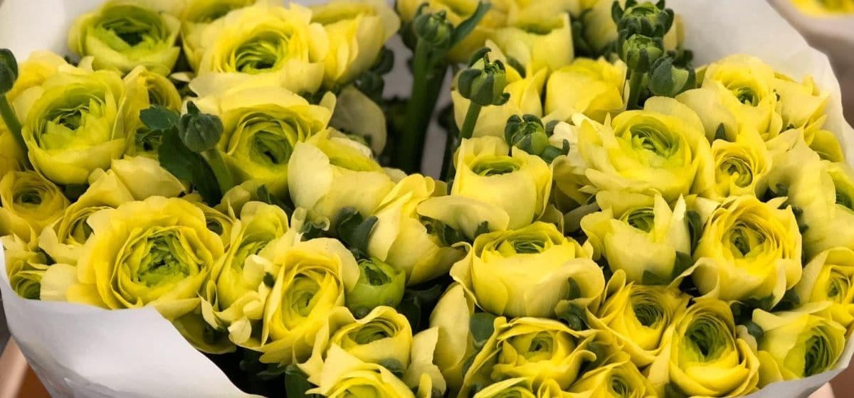 Ranunculus Cloni Real Jean - Cut Flowers - on Thursd for Peter's weekly Menu