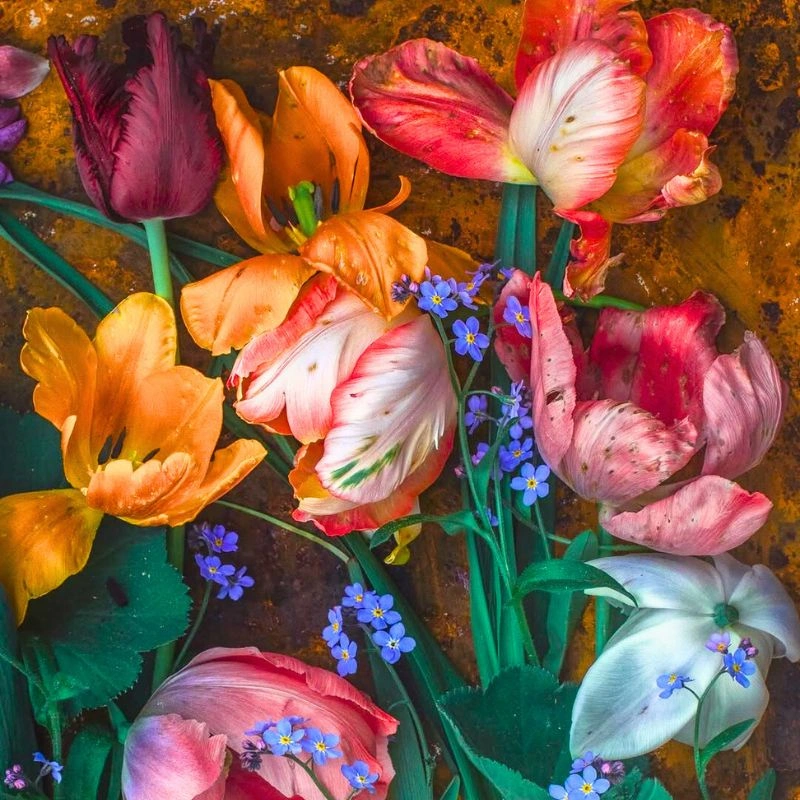 Tulip Mania