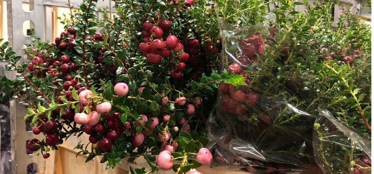 Gaultheria Mucronata - Cut Flowers - on Thursd for Peter's weekly Menu