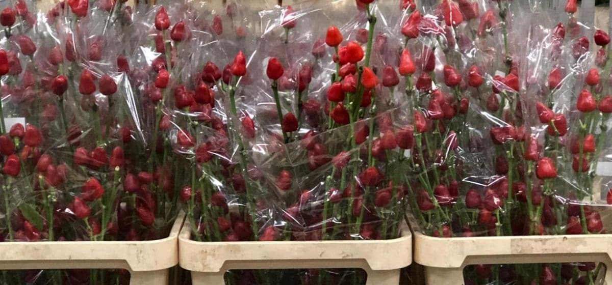 Capsicum - Cut Flowers - on Thursd for Peter's weekly Menu