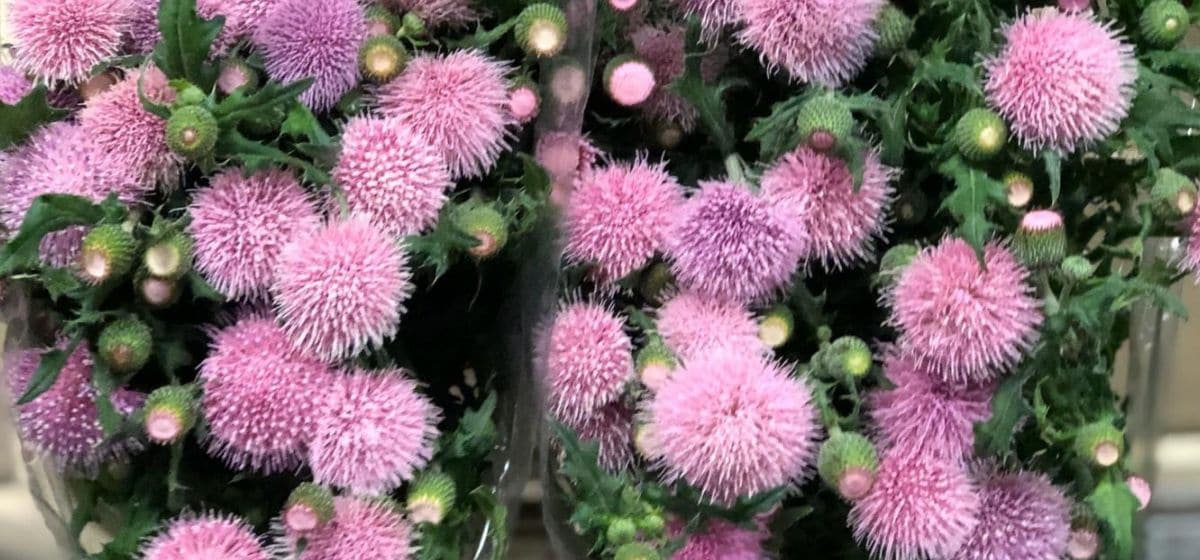 Cirsium japonicum pink beauty  - Cut Flowers - on Thursd for Peter's weekly Menu (1)