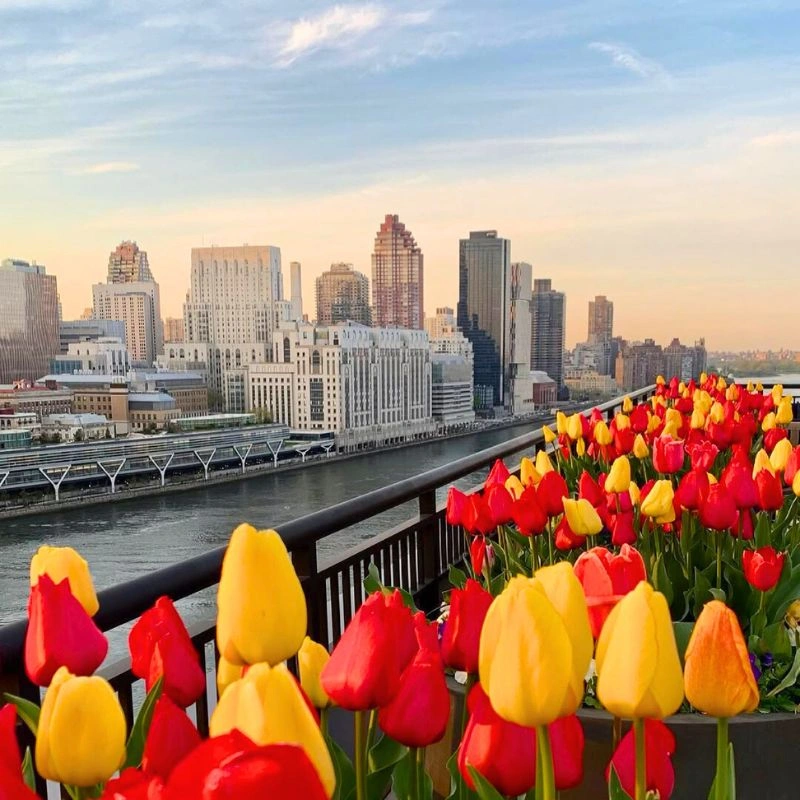 Tulips in Roosevelt