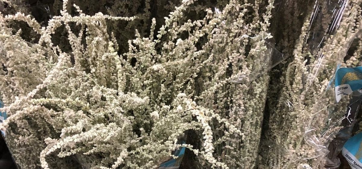 Amaranthus Silver Spray - Cut Flowers - on Thursd for Peter's weekly Menu