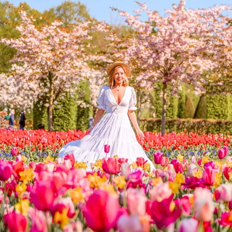 Tulip fields in Holland