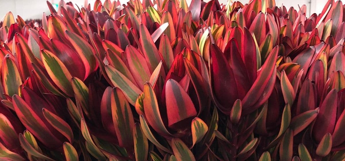 Leucadendron Jester - Cut Flowers - on Thursd for Peter's weekly Menu