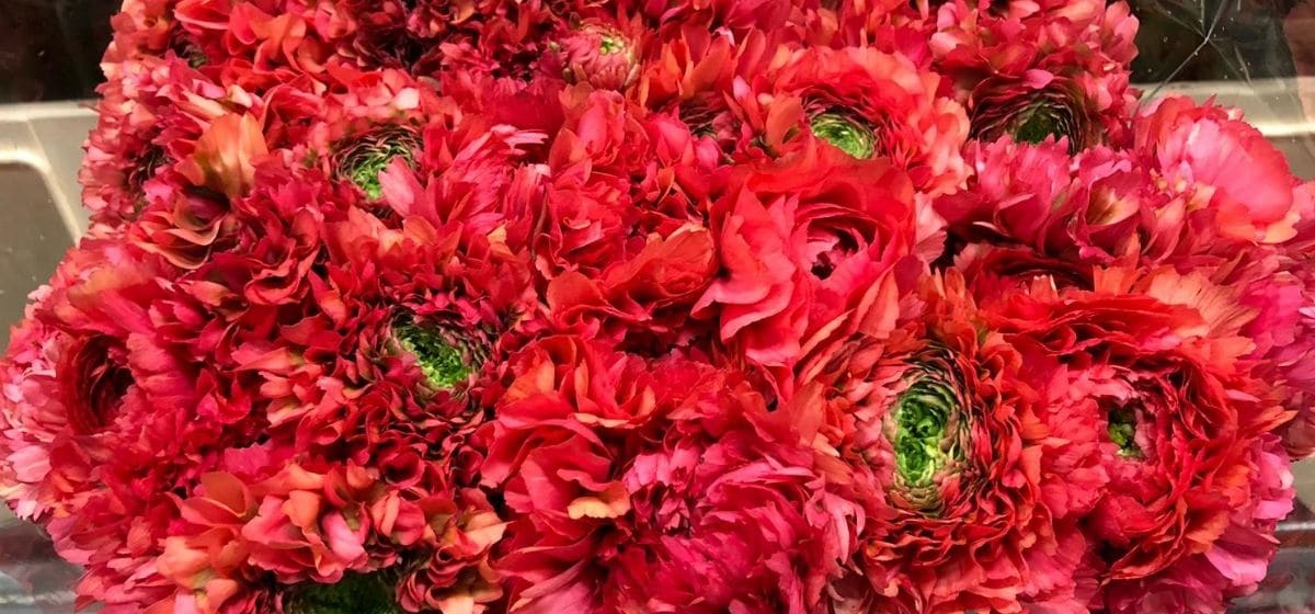 Ranunculus PonPon Minerva - Cut Flowers - on Thursd for Peter's weekly Menu