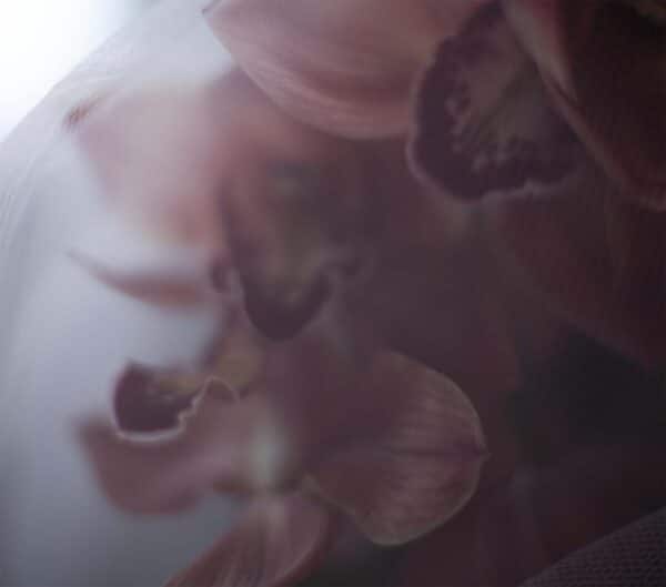 cymbidium orchid brown product blog on Thursd romantic