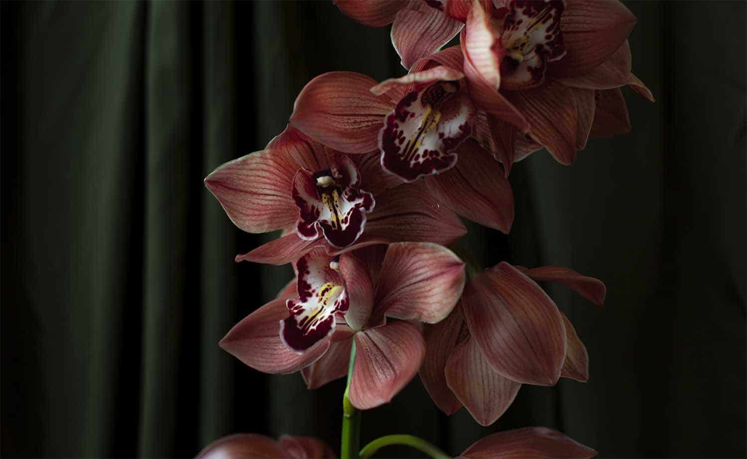 Cymbidium Benthe