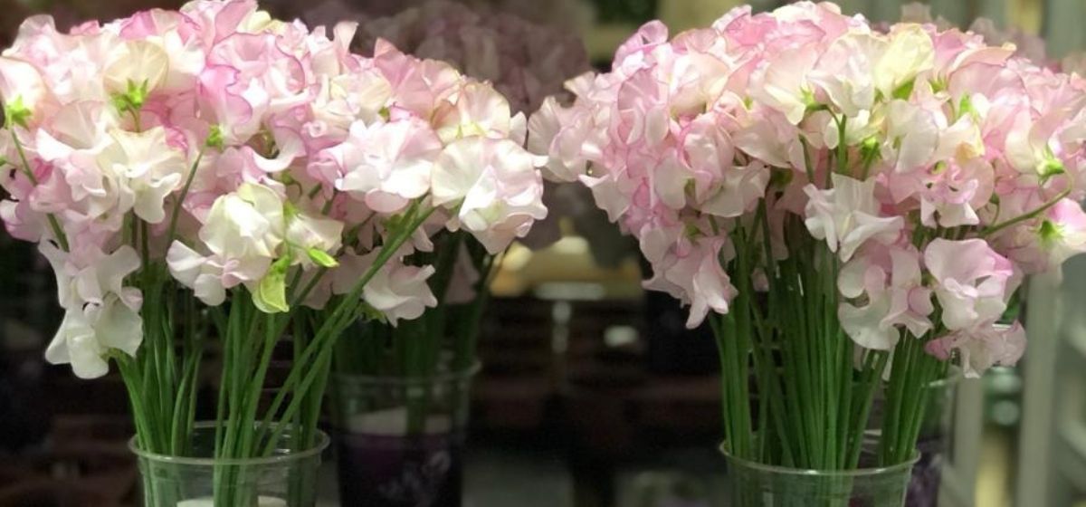 Lathyrus White Wedding - Sweet Peas - Cut Flowers - on Thursd for Peter's weekly Menu