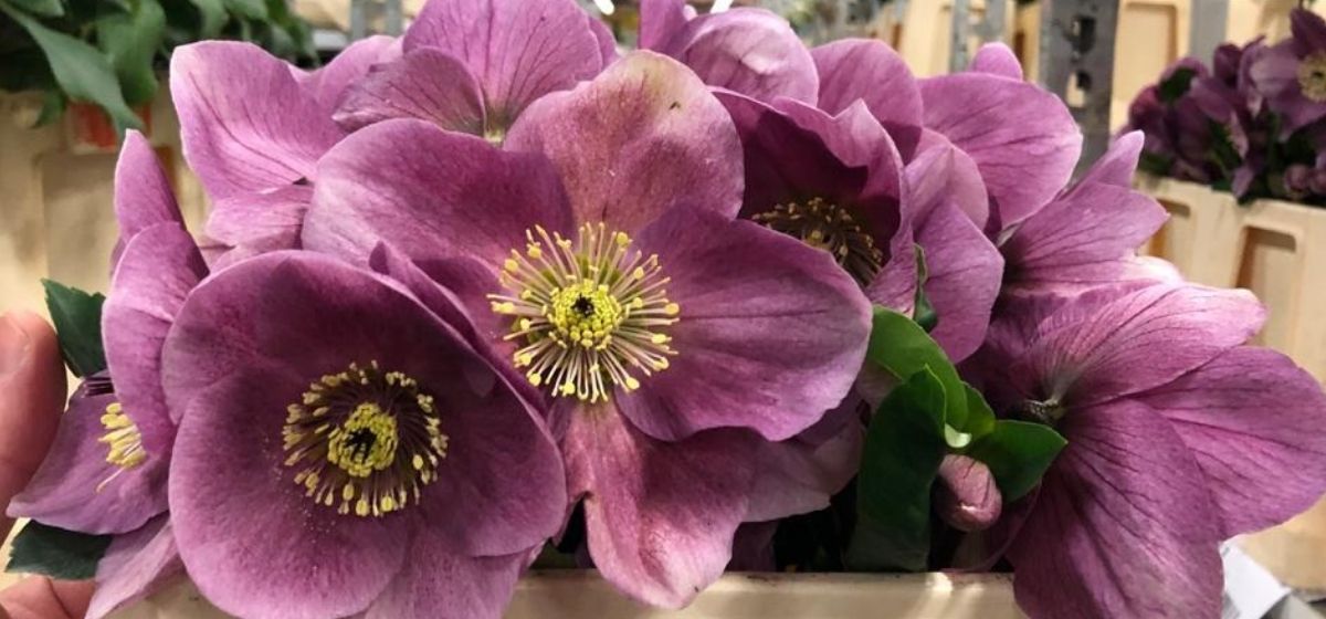 Helleborus Penny's Pink - Cut Flowers - on Thursd for Peter's weekly Menu