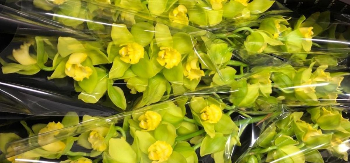 Cymbidium Racoon Ice - Cut Flowers - on Thursd for Peter's weekly Menu