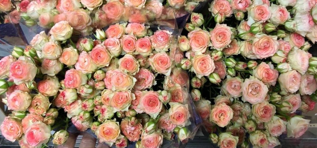 Rose Eye Appeal - Spray roses - Cut Flowers - on Thursd for Peter's weekly Menu