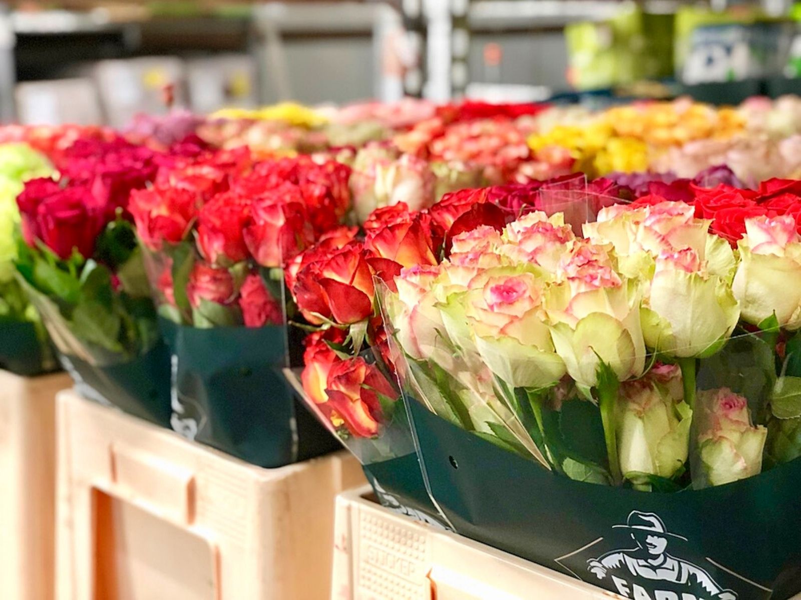 Farm Direct - Premium Ecuadorian Luxury Roses - Article onThursd