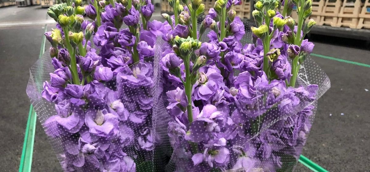 Matthiola Pantheon Lavender - Cut Flowers - on Thursd for Peter's weekly Menu
