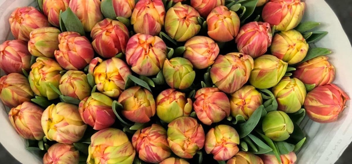 Tulipa Flaming Columbus - Cut Flowers - on Thursd for Peter's weekly Menu