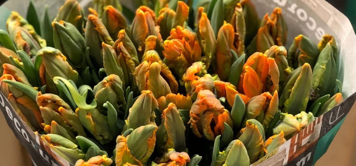 Tulipa Irene Parrot - Cut Flowers - on Thursd for Peter's weekly Menu
