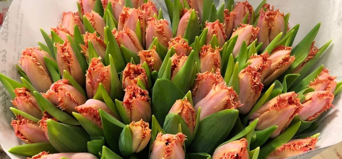 Tulipa Murcia - Cut Flowers - on Thursd for Peter's weekly Menu