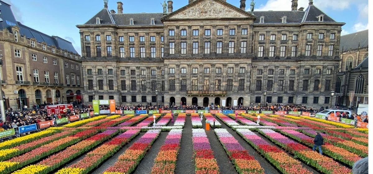 Tulipa Dam Square - Cut Flowers - on Thursd for Peter's weekly Menu