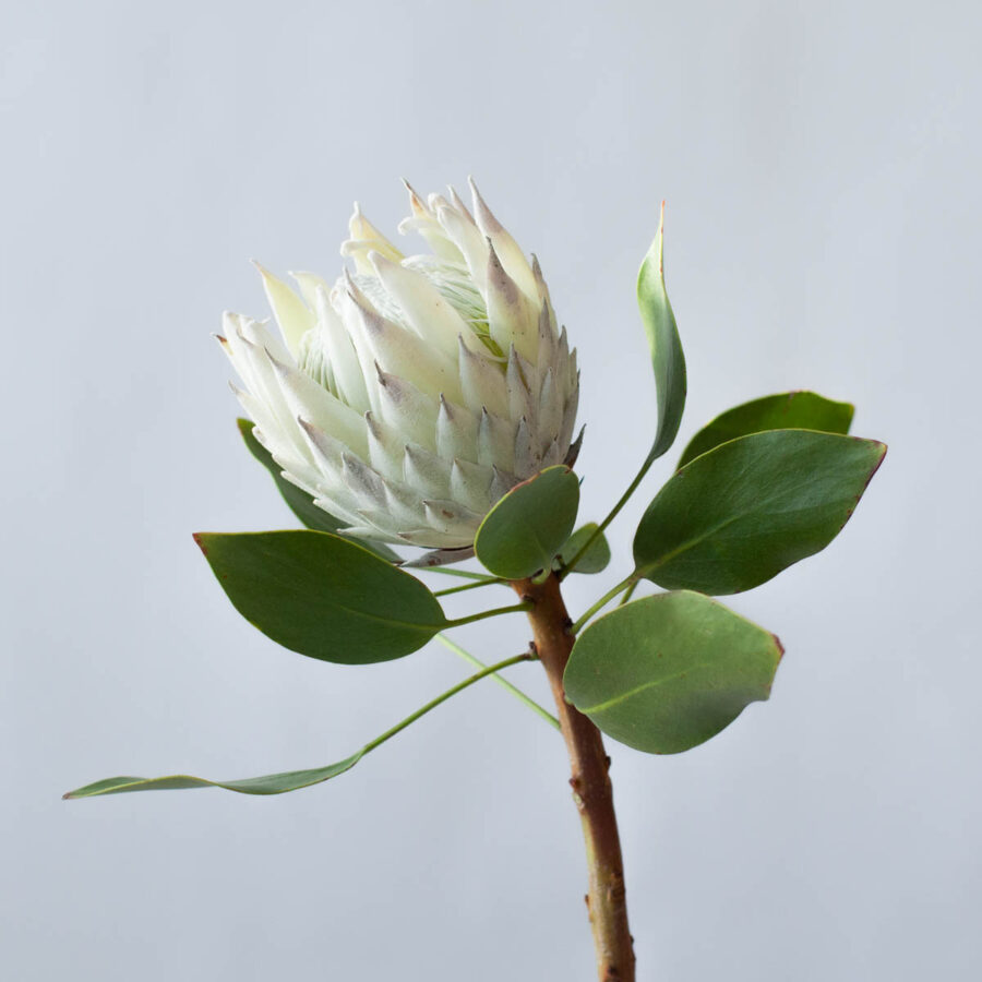 Protea white king product on Thursd featured