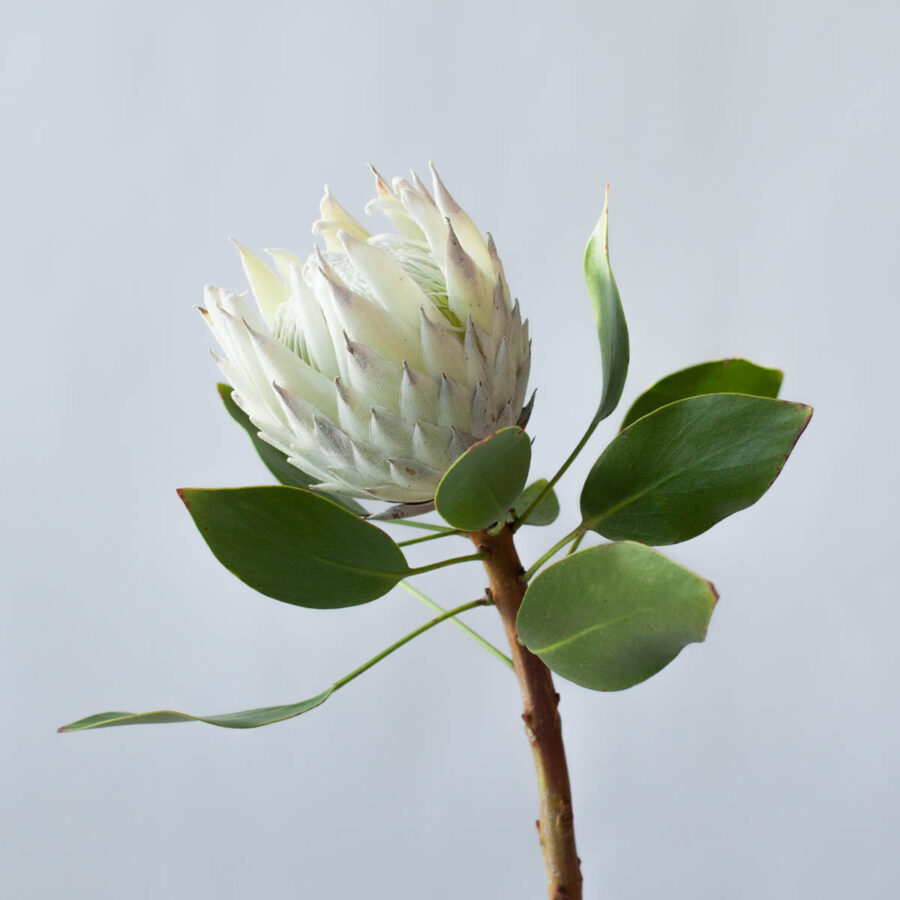 King Protea White - Blog on Thursd