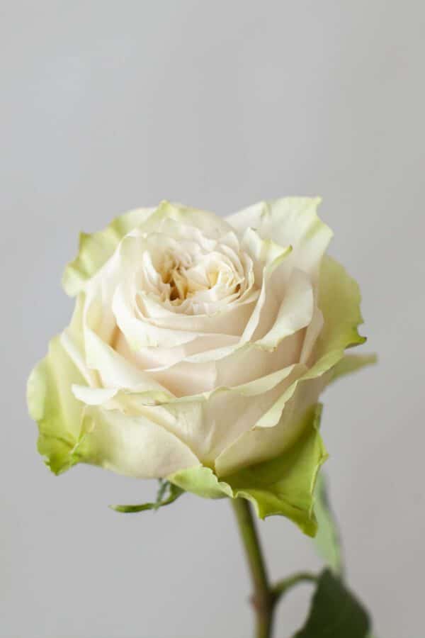Decofresh white rose blog on Thursd