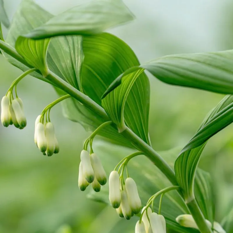 Polygonatum by Van Aert flowers
