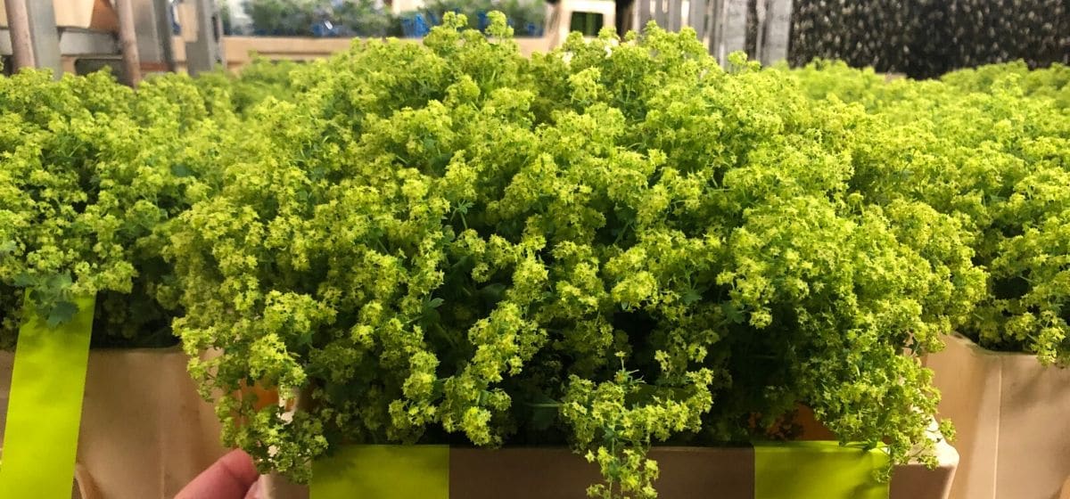 Week 6 Alchemilla Robustica - Cut Flowers - on Thursd for Peter's weekly Menu