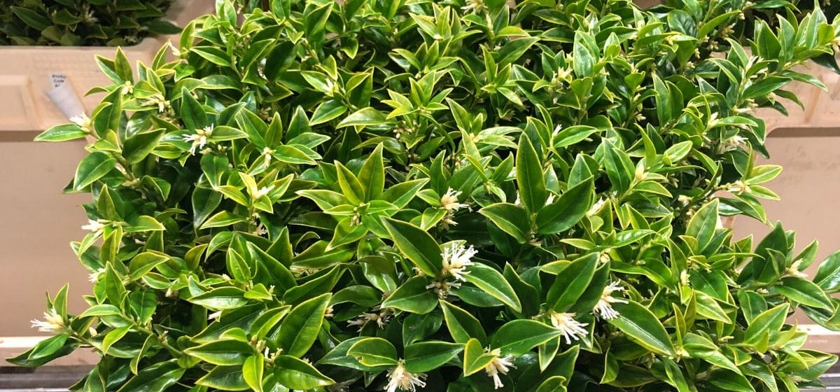 Week 6 Sarcococca Confusa - Cut Flowers - on Thursd for Peter's weekly Menu