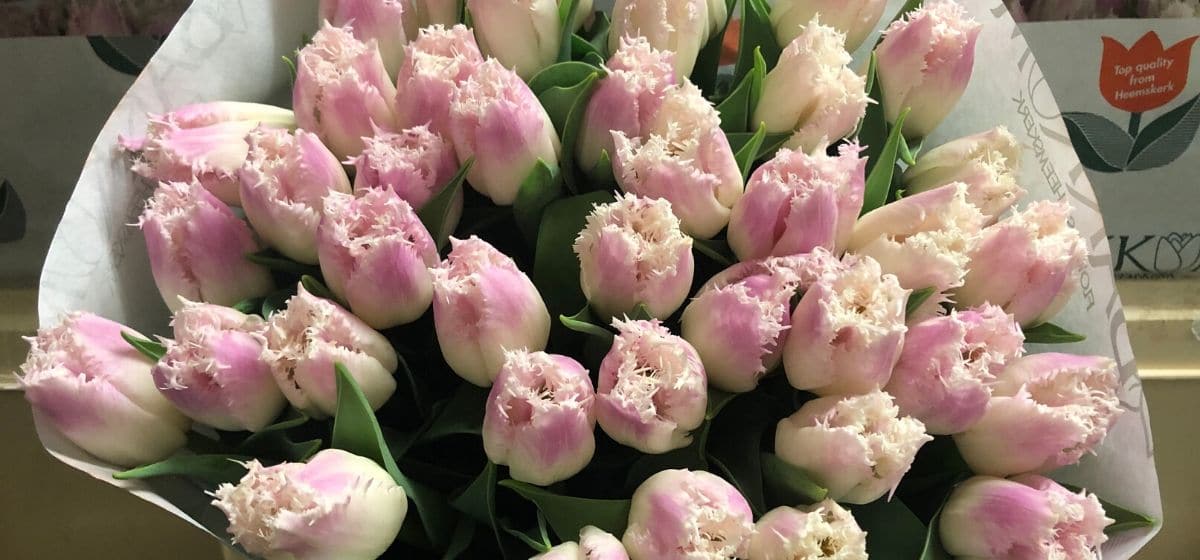 Week 6 Tulipa Sambuca - Cut Flowers - on Thursd for Peter's weekly Menu
