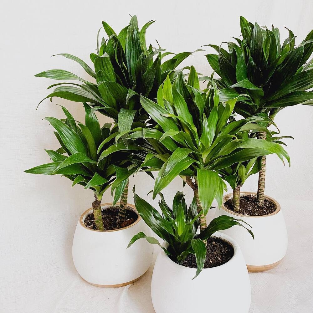 Guide To Caring For Your Dracaena Janet Craig Plant Guide To Caring For Your Dracaena Janet Craig Plant