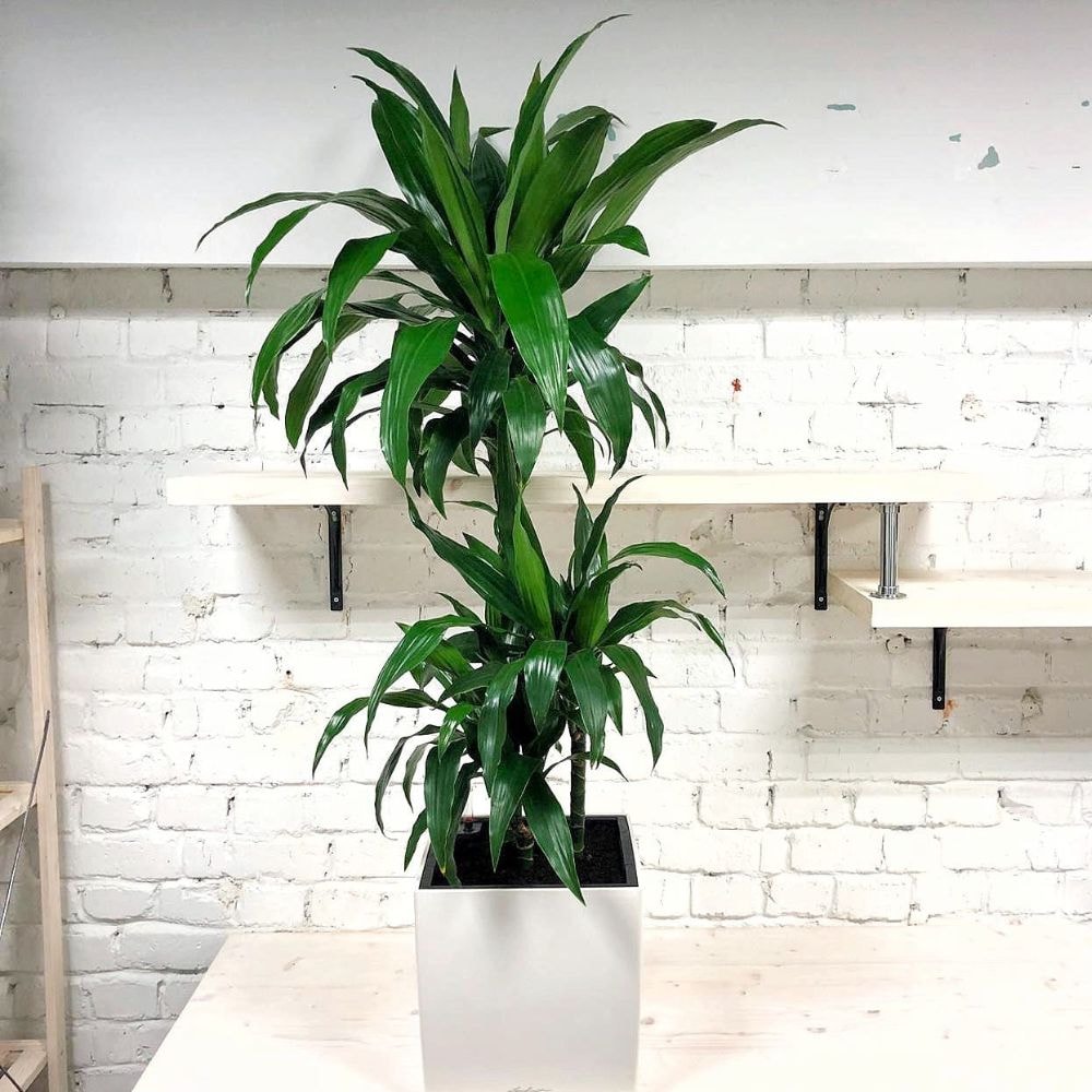 Guide To Caring For Your Dracaena Janet Craig Plant Guide To Caring For Your Dracaena Janet Craig Plant