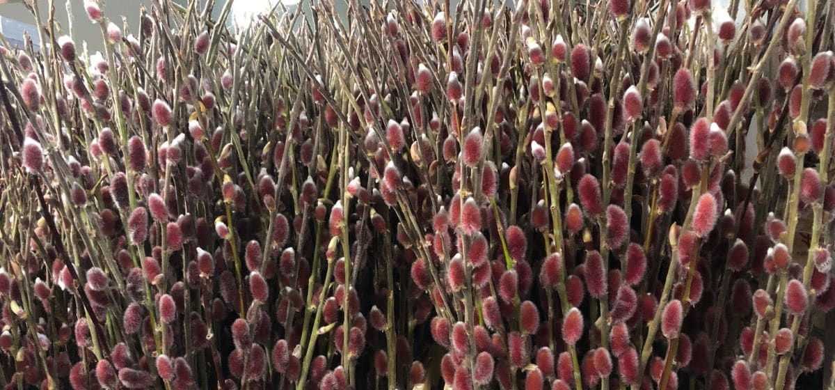 Week 6 Salix Mount Aso - Cut Flowers - on Thursd for Peter's weekly Menu