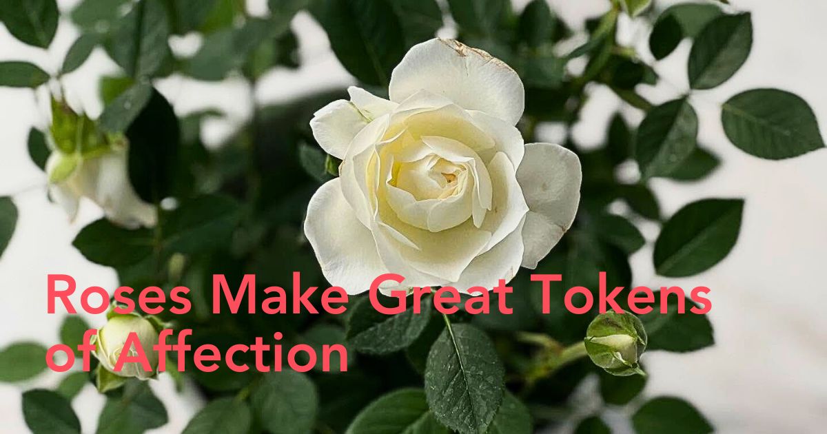 Meaning of White Rose header image