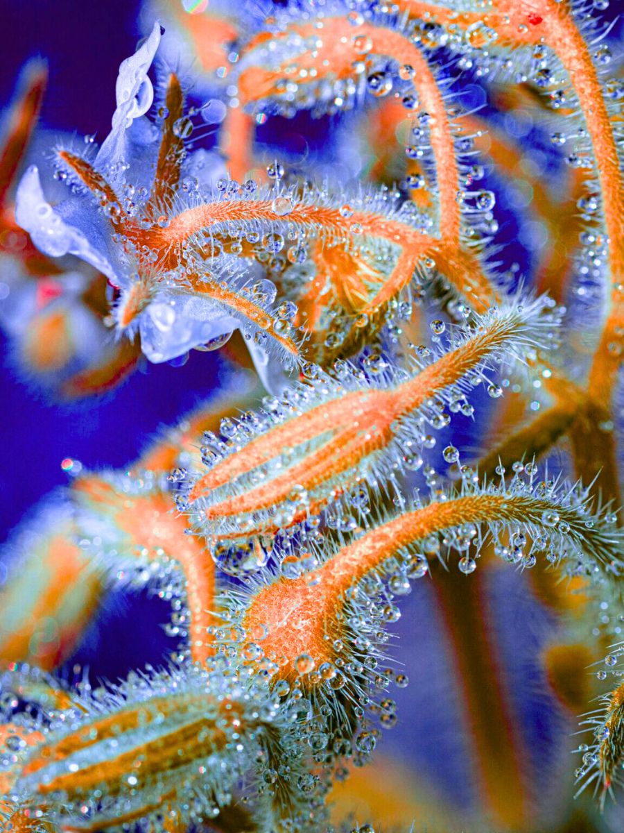 Spines series by Tom Leighton Spines series by Tom Leighton