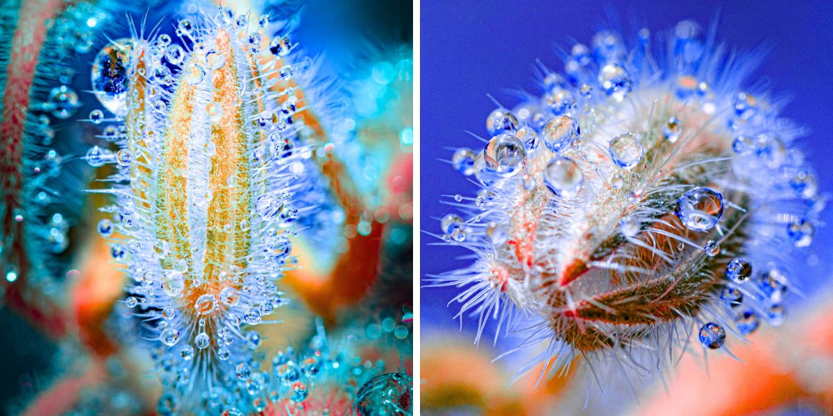Spines details closeup by Tom Leighton Spines details closeup by Tom Leighton