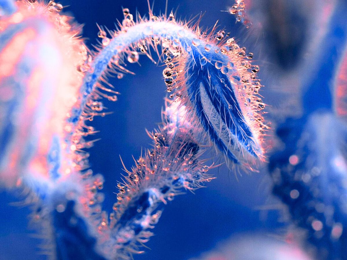 Fluorescent water droplet plants